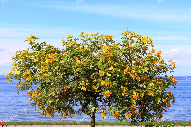 Ornamental Tree Tree Nature Flowers Yellow