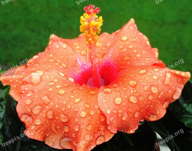 Hibiscus Orange Flower Blossom Bloom