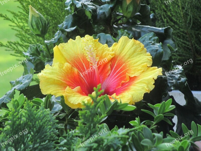 Hibiscus Flower Blossom Bloom Yellow