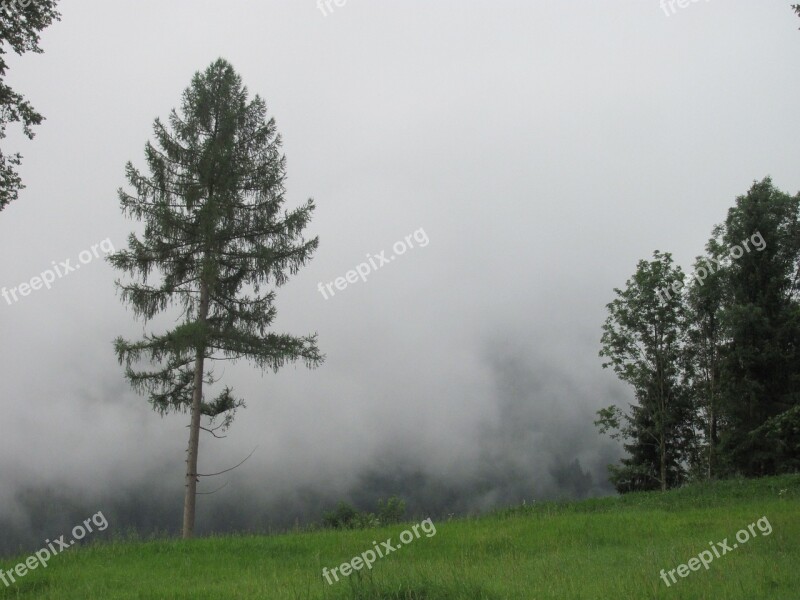 Fog Critter Pine Glade Free Photos