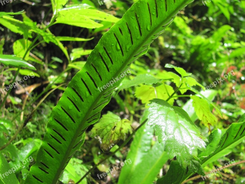 Fern Foliage Spóratartó Free Photos