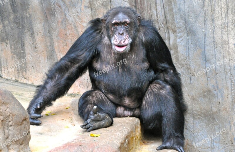 Monkey Chimpanzee Sweet Free Photos