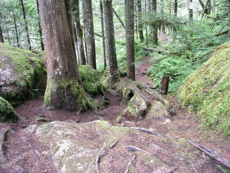 Forest Trees Path Trail Hiking