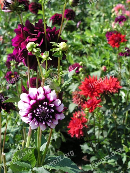 Dahlia Flower Nature Pink Lilac