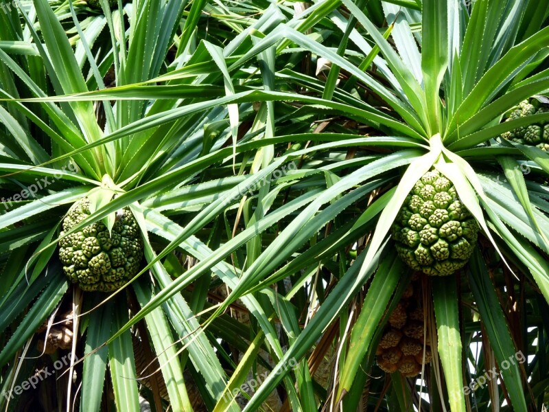 Plants Green Leaf Flora Lush