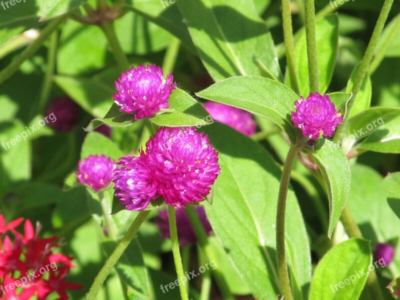 Purple Clover Blossoms Blooms Purple Leaf