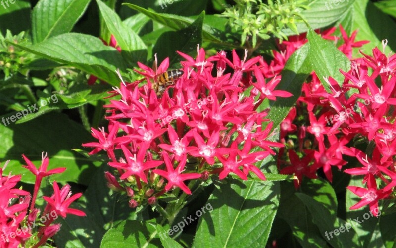 Pentas Pink Blooms Flowers Plants