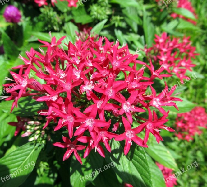 Red Pentas Flowers Bloom Close-up Penta