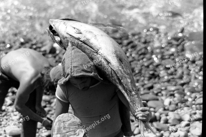 Tuna Fish Fresh Madeira Fishing