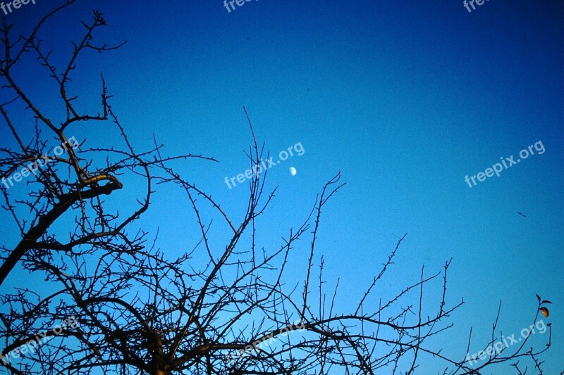 Sky Moon Night Sky Moonlight Tree