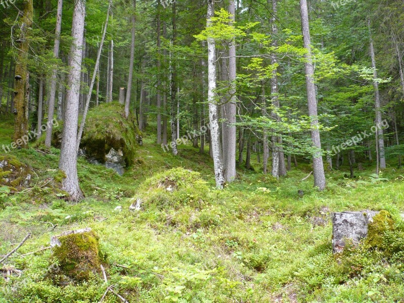 Forest Moss Quaint Trees Nature