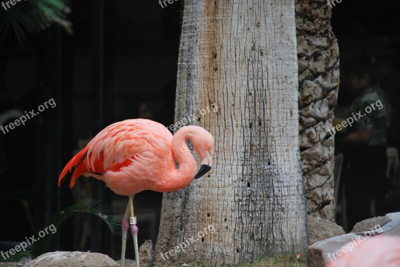 Flamingo Pink Bird Exotic Wildlife