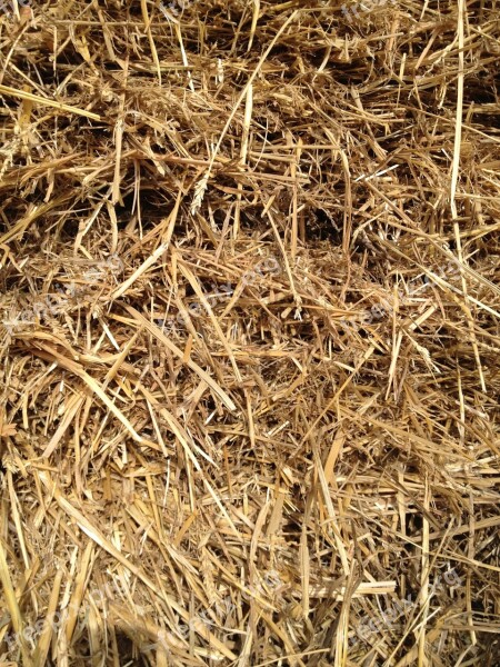 Straw Grass Grain Free Photos