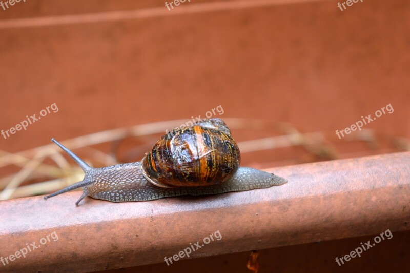 Snail Shell Slime Nature Animal