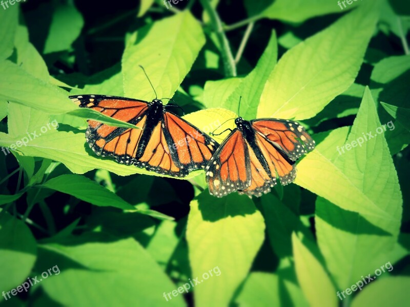 Butterflies Leaf Summer Beautiful Floral