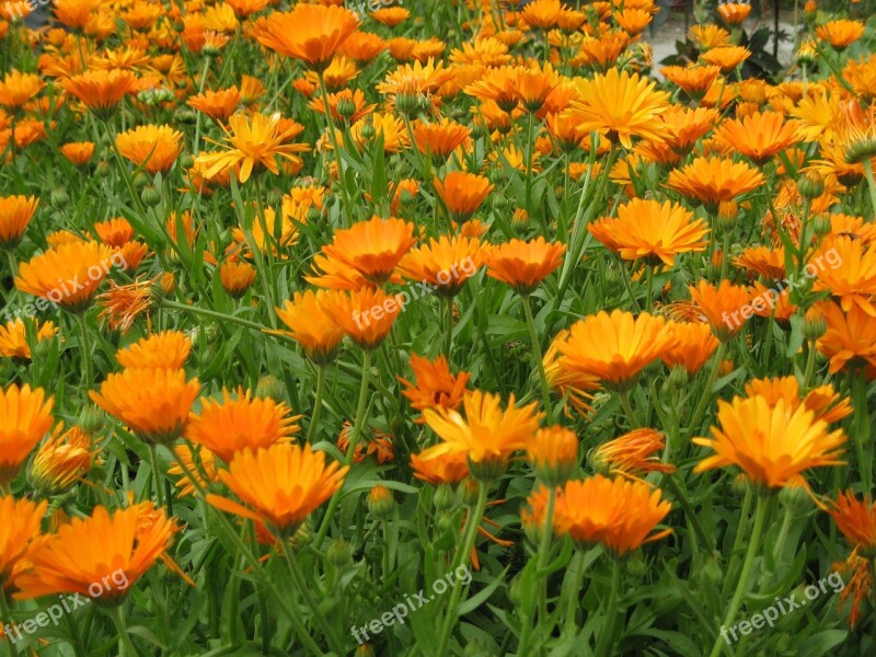 Marigold Field Many Orange Free Photos