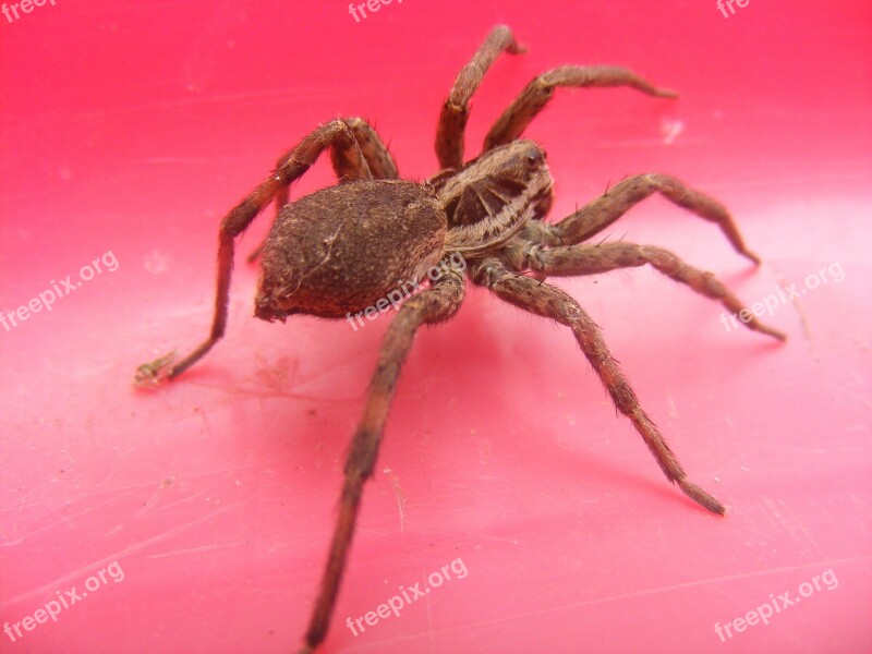 Spider Insect Animal Nature Red