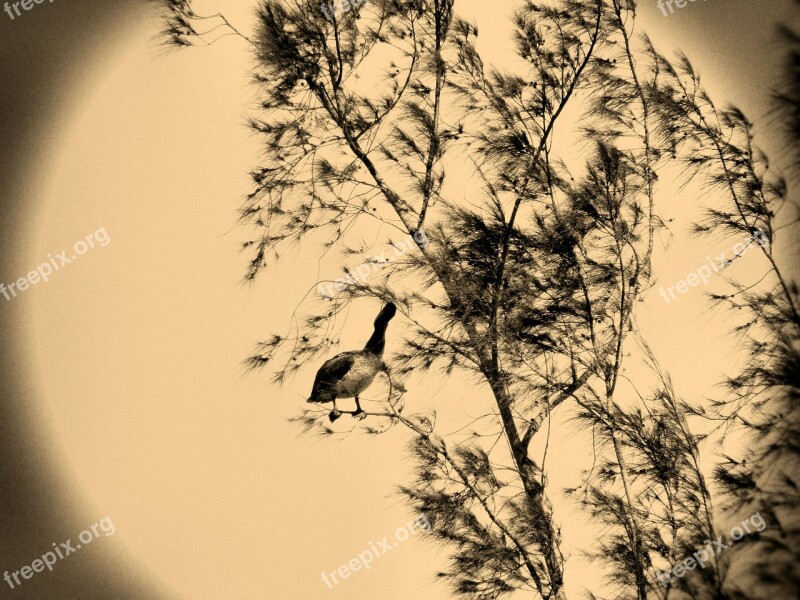 Tree Bird Branches Nature Sepia