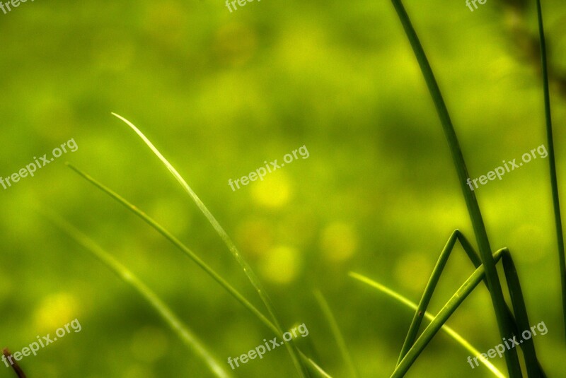 Herbs Green Nature Orchard Spring