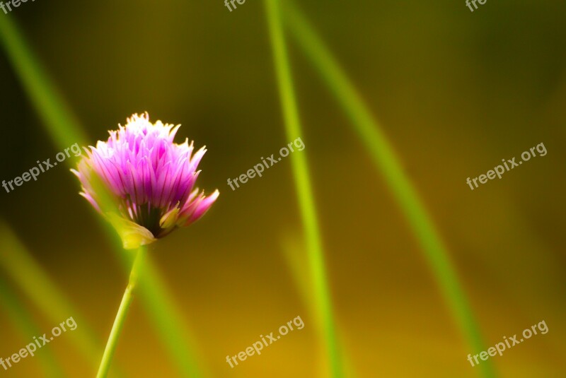 Flower Purple Herbs Nature Garden