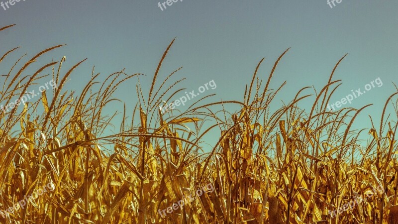 Wheat Field Crops Cornfield Grain