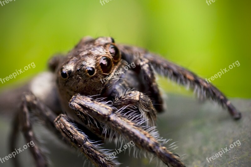 Spider Jumping Macro Nature Small