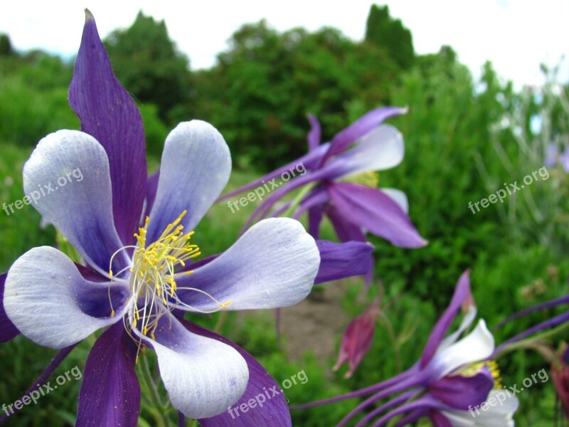 Flower Cheerful Purple Happy Nature