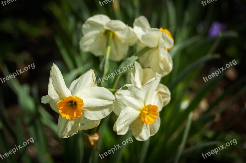 Narcissus Flower Orchis Blooming Flowers