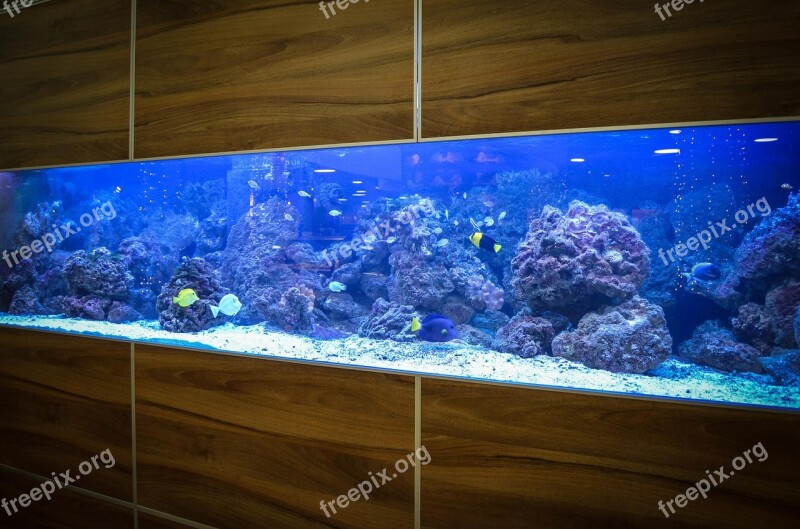 Aquarium Fish Water Animals Free Photos