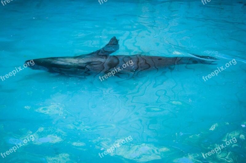 Foka Aquarium Sea ​​lion Zoo Free Photos