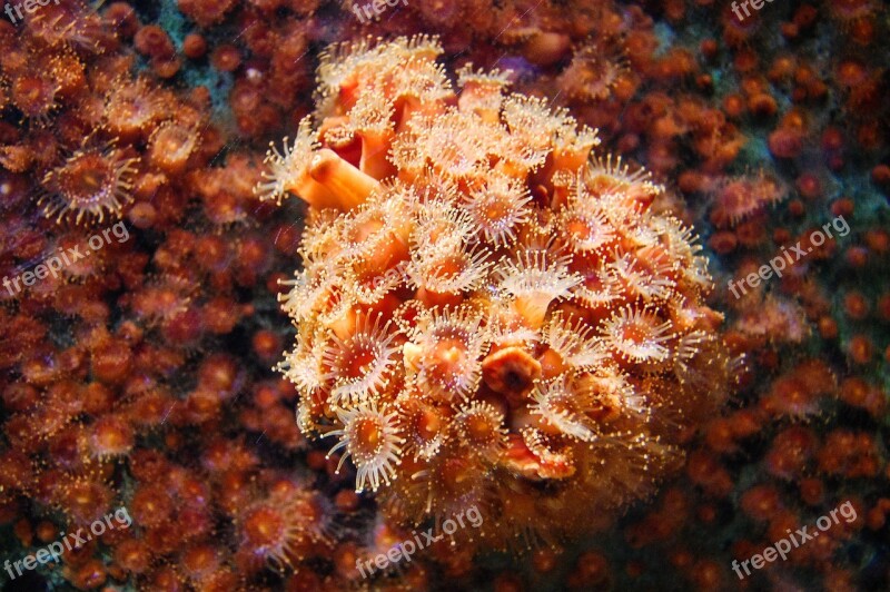 Aquarium Reef Anemone Sea Ocean