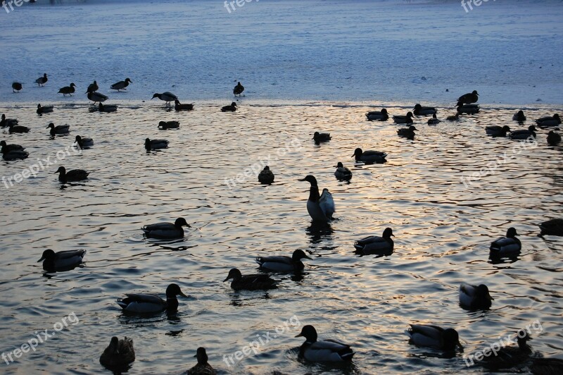 Ducks Water Lake Animals Bird