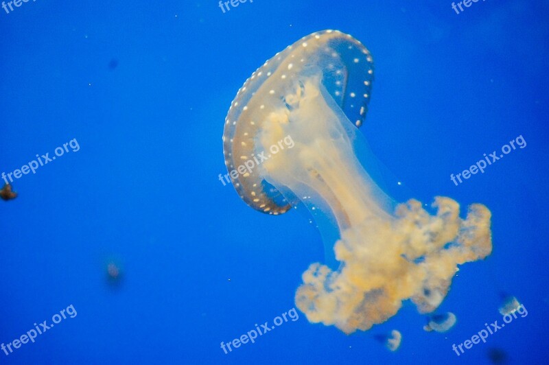 Jellyfish Blue Aquarium Ocean Sea