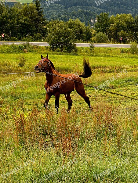 The Horse Animal Head Pony Tail