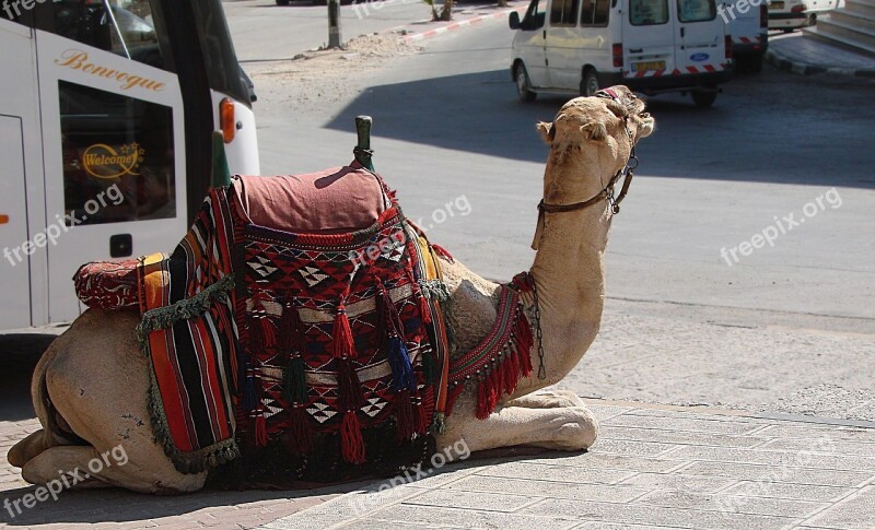 Camel Animal Resting Heat Harness