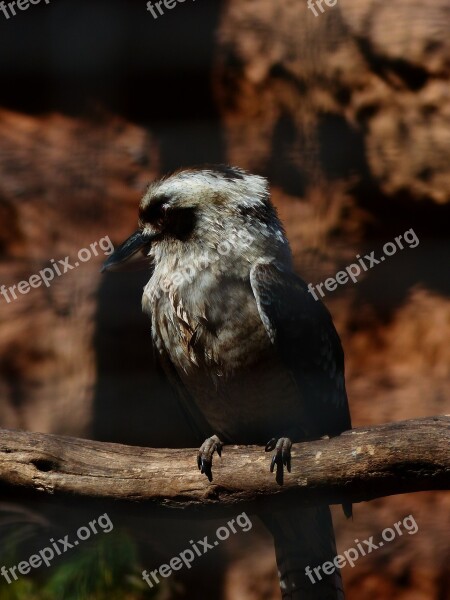 Jaegerliest Bird Kingfisher Dacelo Novaeguineae Lachender Hans