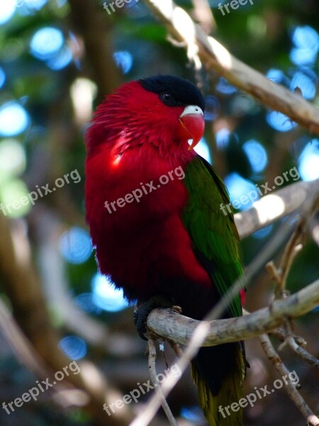 Lory Parrot Lori Bird Colorful