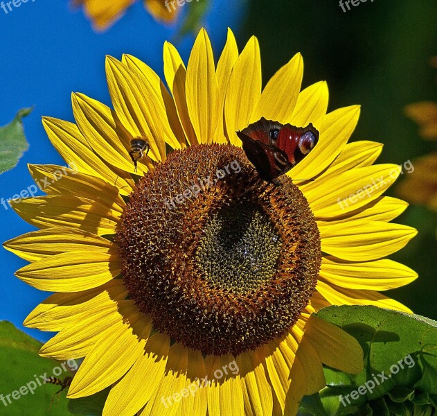 Sunflower Flower Butterfly Painted Peacock Bee