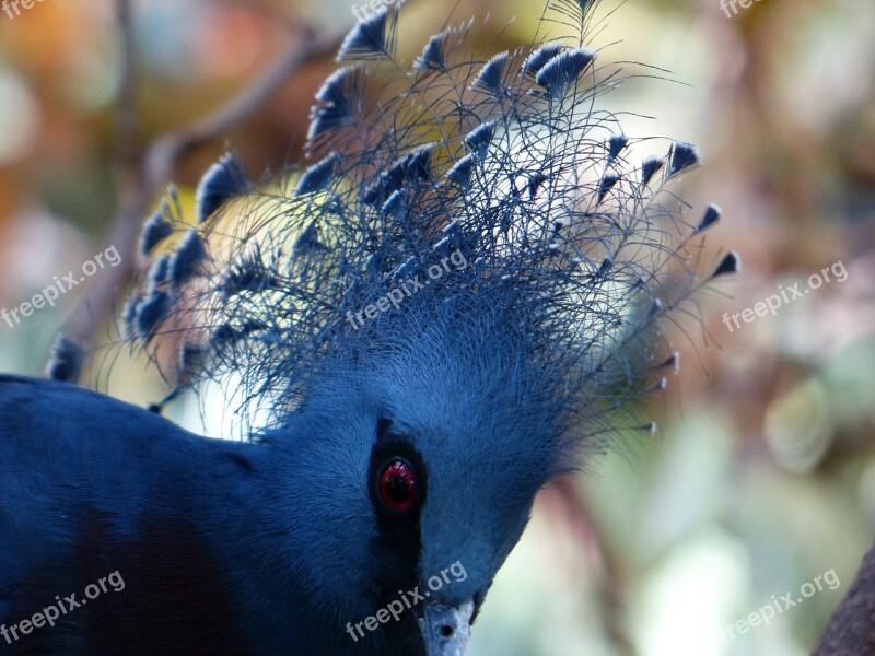 Fan-deaf Bird Spring Jewelry Plumage Blue