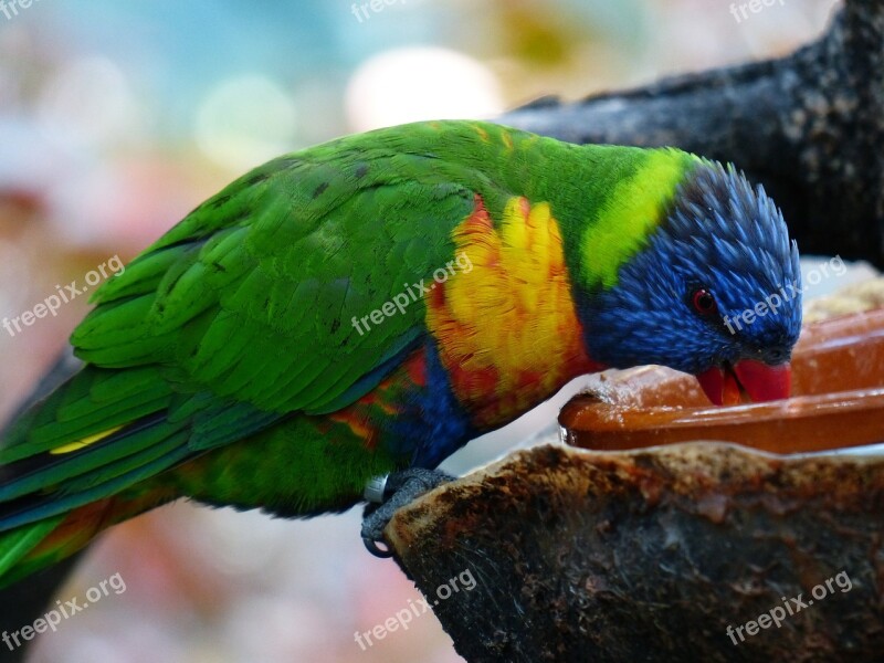 Lori Parrot Drink Eat Feeding