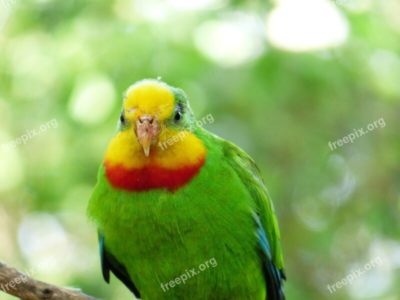 Sign Parakeet Bird Parrot Polytelis Swainsonii Australian