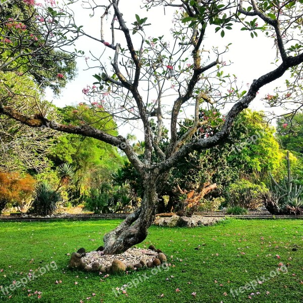 Tree Botanical Garden Green Environment Outdoor