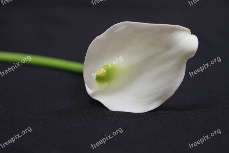 Calla Lily White Flower Calla Lily