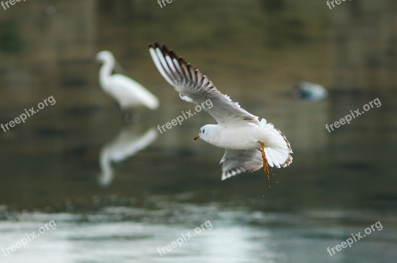 Seagull New Flight Free Photos