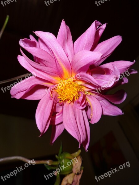 Blossom Bloom Pink Bloom Ornamental Flower