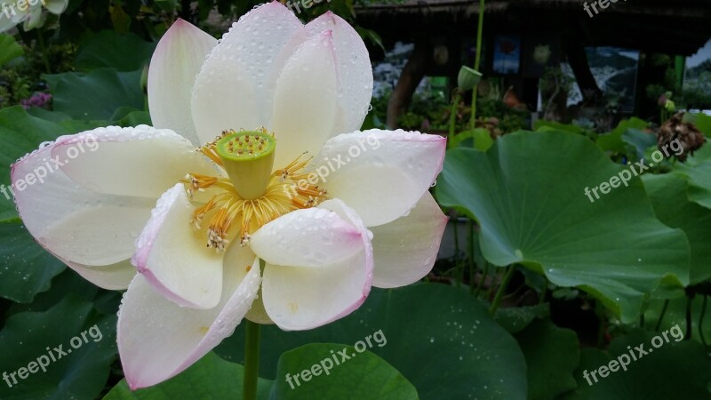 Lotus Fair Rainy Day Free Photos