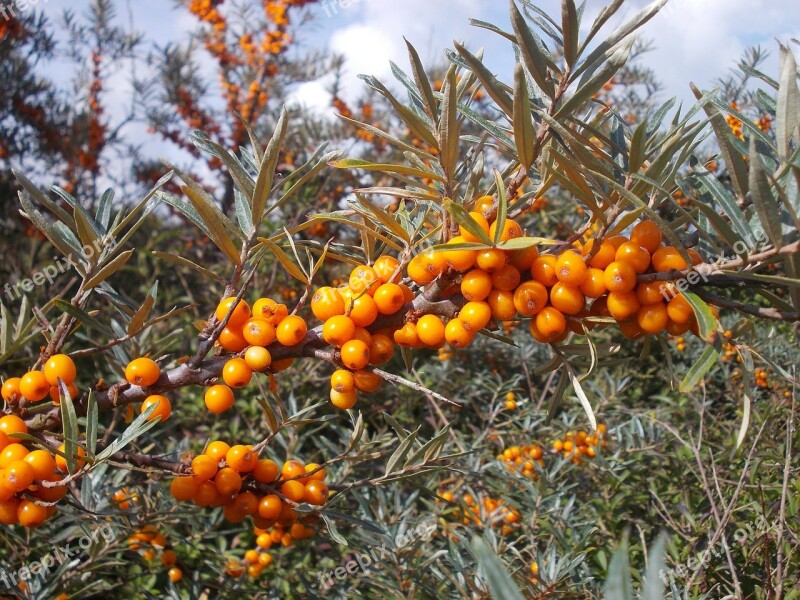 Seabuckthorn Wild Fruits Wild Berries Berries Orange Berries