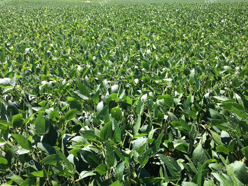 Soybeans Farming Agriculture Crop Food