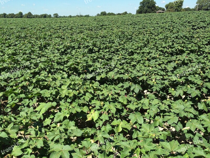 Cotton Agriculture Crop Textile Cultivated