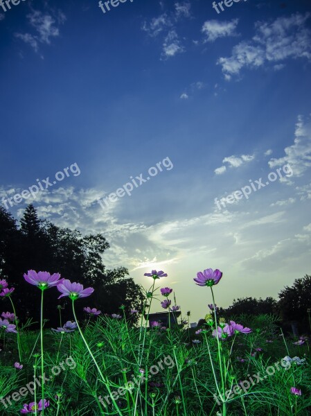 Nature Spring Summer Green Sky